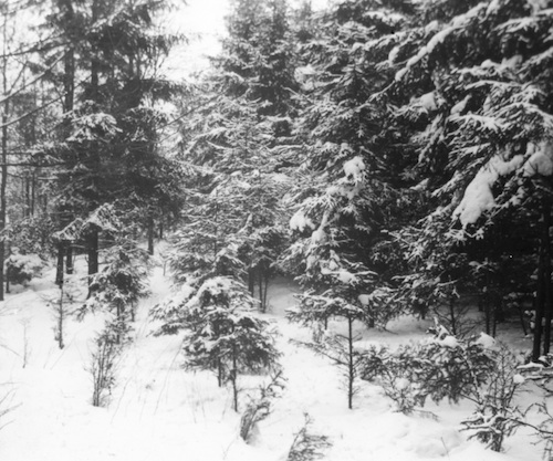 R12C005 Pillnitz Jagdwege 
