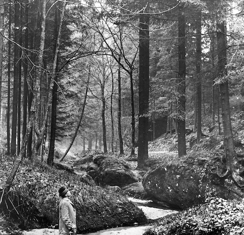 R30105 Wehlen-Grund 