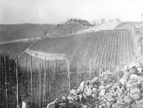 R128011 Weinberg Rote Presse 