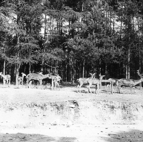 R12012 Moritzburg Hochwildfütterung 