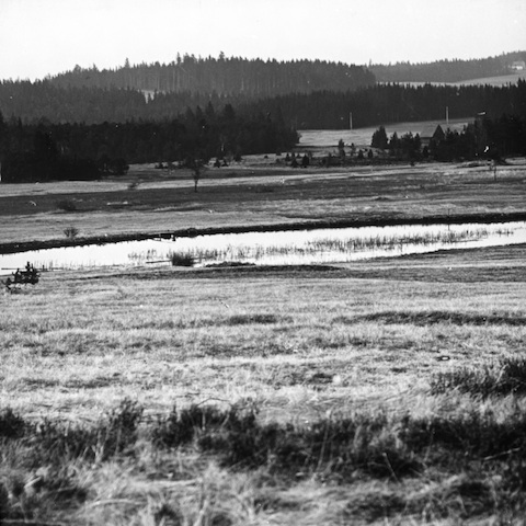 AR36040 Hochmoor bei Hermannsdorf 
